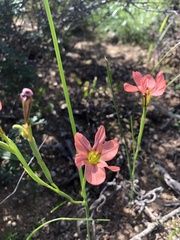 Moraea miniata