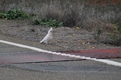 Cacatua sanguinea