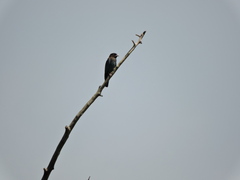 Eurystomus orientalis