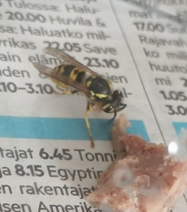 Vespula germanica