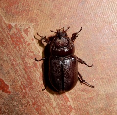 Oryctes rhinoceros
