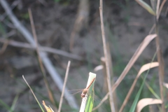 Sympetrum striolatum