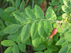 Rosa pendulina