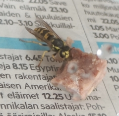 Vespula germanica