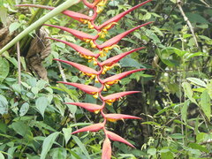 Heliconia