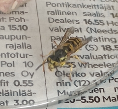Vespula germanica
