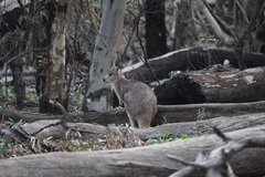 Osphranter robustus erubescens