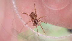 Pardosa lugubris