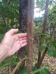 Diploglottis diphyllostegia