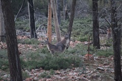 Osphranter robustus erubescens