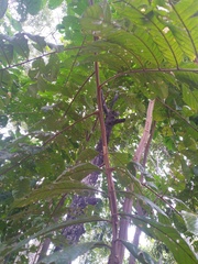 Diploglottis diphyllostegia