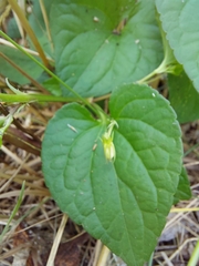 Viola mirabilis