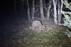 Osphranter robustus erubescens