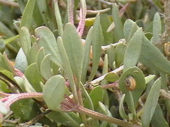 Atriplex portulacoides