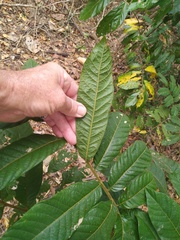 Diploglottis diphyllostegia