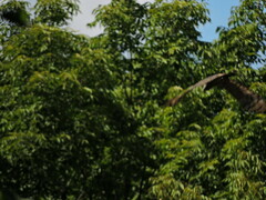 Pernis ptilorhynchus