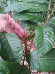Diploglottis diphyllostegia