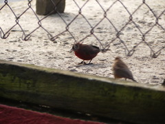 Coryphospingus cucullatus