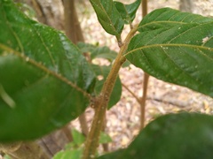 Diploglottis diphyllostegia