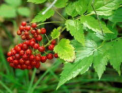 Actaea erythrocarpa