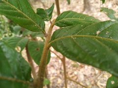 Diploglottis diphyllostegia