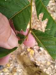 Diploglottis diphyllostegia