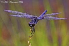 Celithemis martha