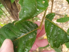Diploglottis diphyllostegia