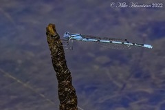 Enallagma doubledayi