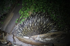 Tachyglossus aculeatus