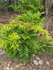 Toechima daemelianum