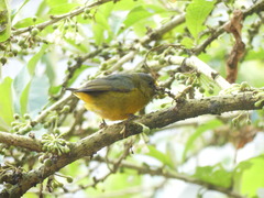 Euphonia mesochrysa