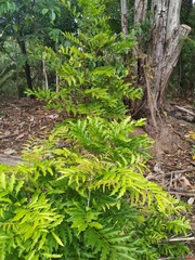 Toechima daemelianum