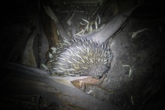 Tachyglossus aculeatus