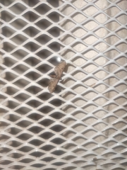 Eupithecia absinthiata