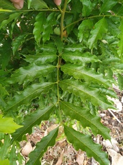 Toechima daemelianum