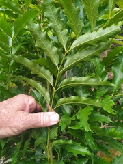 Toechima daemelianum