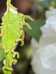 Tenthredinoidea