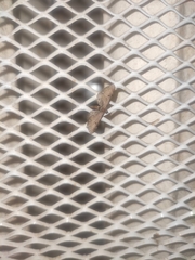 Eupithecia absinthiata