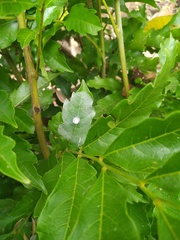 Toechima daemelianum