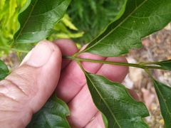 Toechima daemelianum