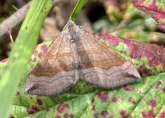 Scotopteryx chenopodiata