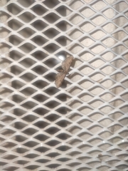 Eupithecia absinthiata