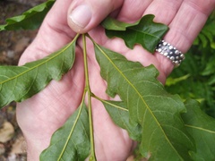 Toechima daemelianum