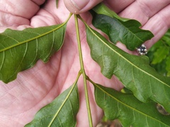 Toechima daemelianum