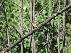 Phoenicurus auroreus