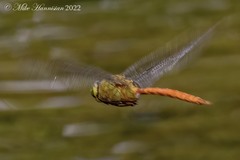 Anax longipes