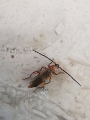 Phymatodes testaceus