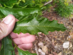 Toechima daemelianum