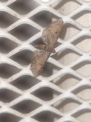 Eupithecia absinthiata